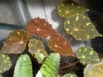 Flower Leaf Plant Plant pathology water lily