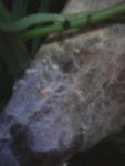 fungi and tank 002.jpg