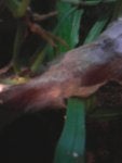fungi and tank 003.jpg