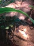fungi and tank 005.jpg