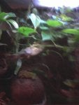 fungi and tank 006.jpg