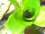 Green Leaf Terrestrial plant Flower Plant