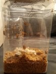 Waxworms-1.jpg