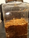 Waxworms-2.jpg