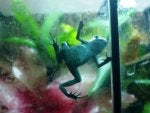 Amphibian Organism Poison dart frog Axolotl Newt